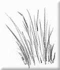 How to draw Grass