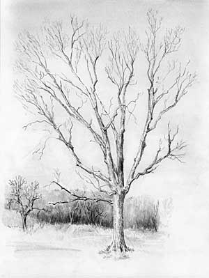 How to draw a detailed tree