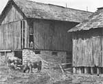 'Two Barns' graphite pencil drawing by Diane Wright