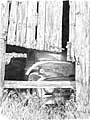 '52 Truck' drawing by Diane Wright