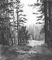 'Agnew Meadows' - graphite pencil drawing by Diane Wright