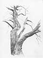 Old Pine Tree