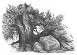 'Tree and Rock Study' graphite pencil drawing by Diane Wright