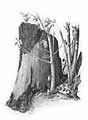'Tree Stump' graphite pencil drawing by Diane Wright